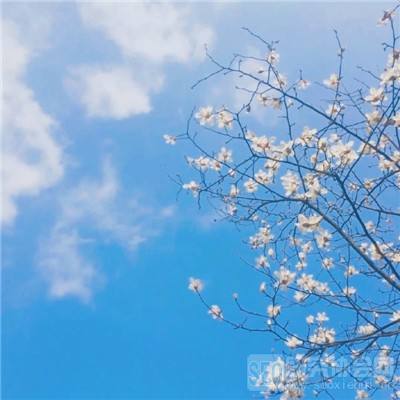 部落救援游戏(暂未上线)v1.0 安卓最新版
